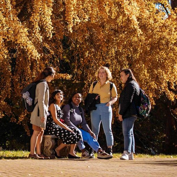A group of students stand in front of a flowering yellow tree in fall.